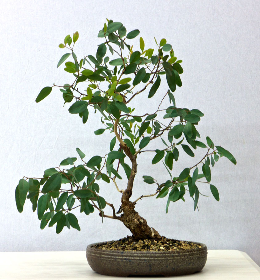 Eucalyptus melliodora bonsai