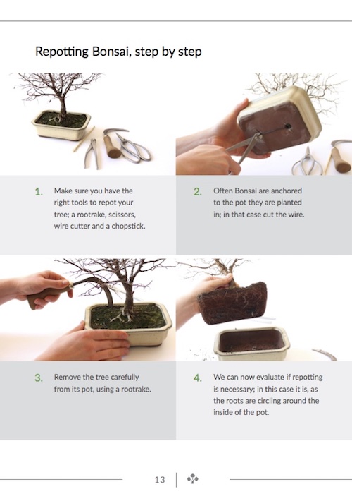 Repotting step-by-step