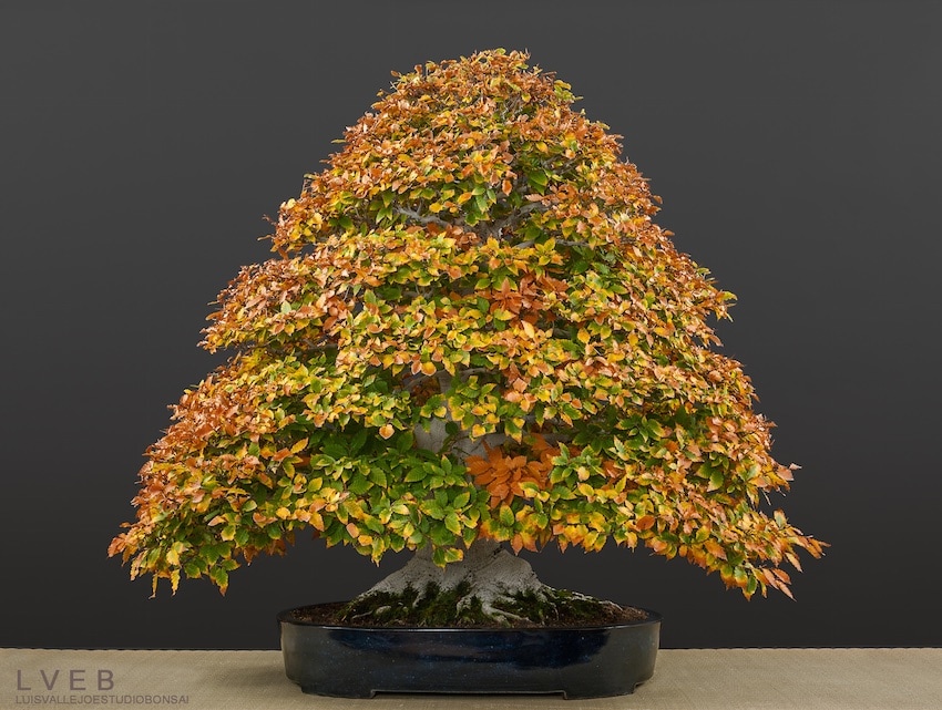 Fagus Crenata bonsai