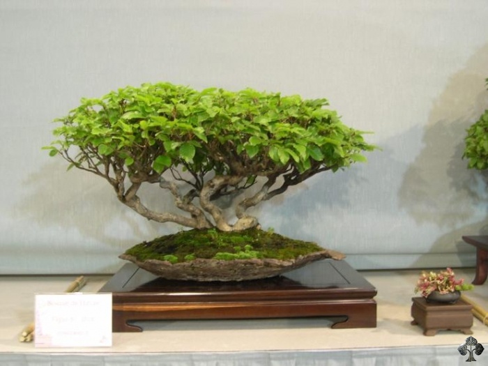 Fagus Beech Bonsai tree