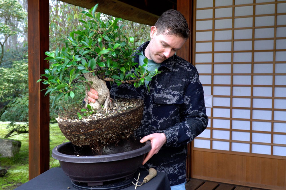 Ficus Bonsai tree