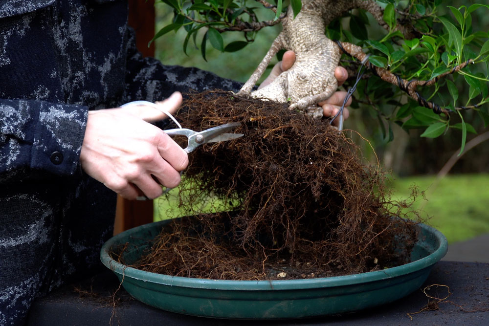 Ficus Bonsai tree