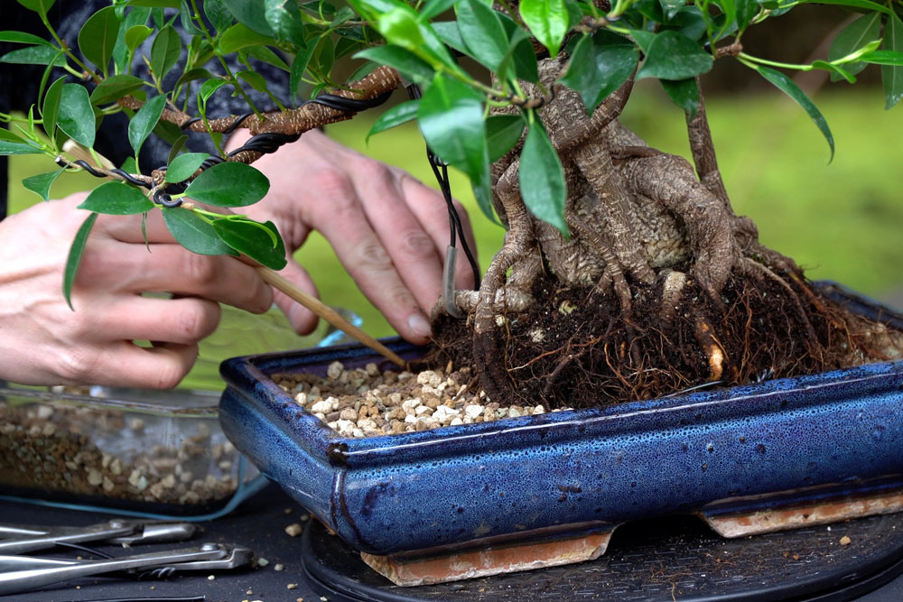 Ficus Bonsai tree