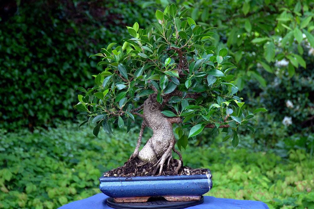 Ficus Bonsai tree