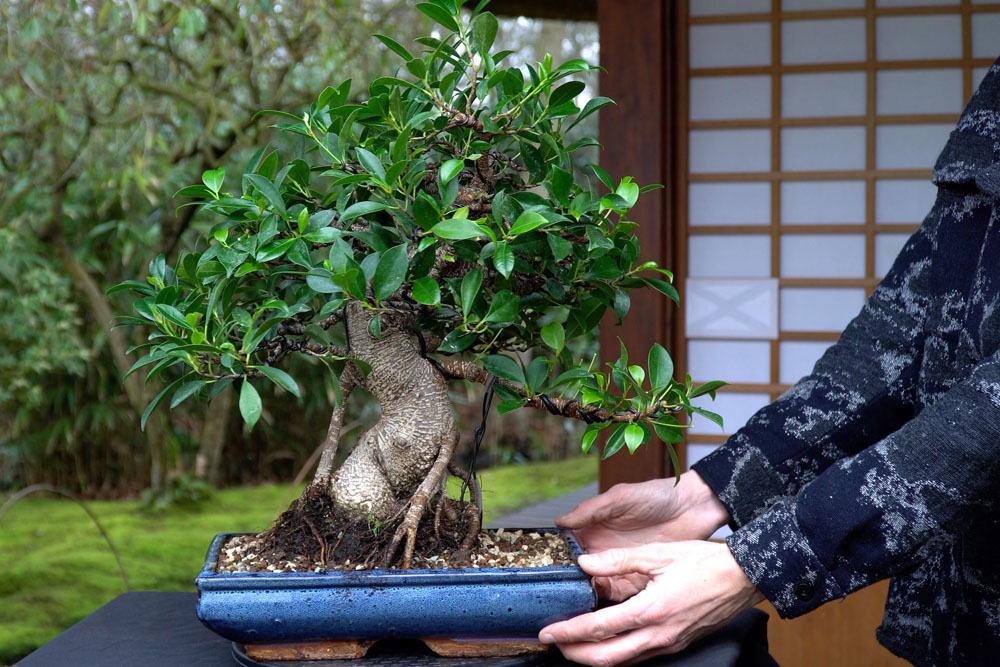 Ficus Bonsai tree