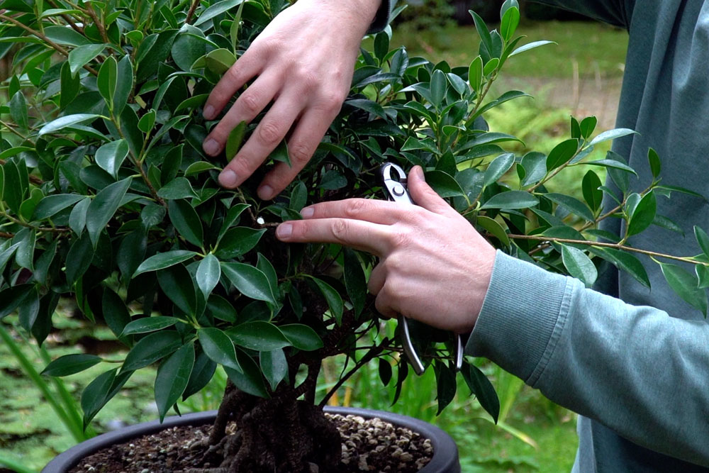 Ficus Bonsai tree