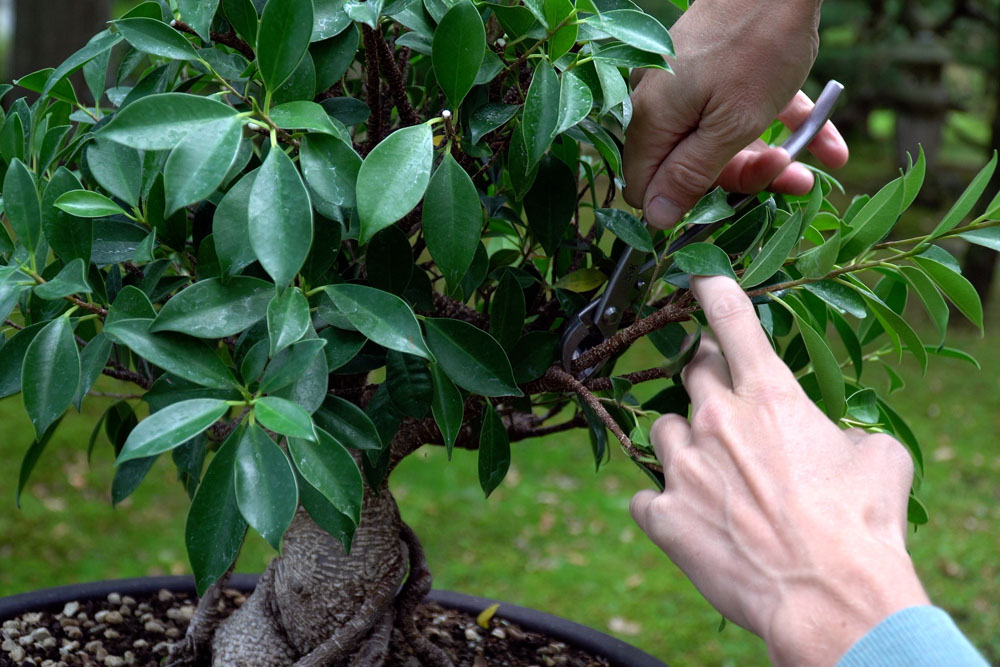 Ficus Bonsai tree