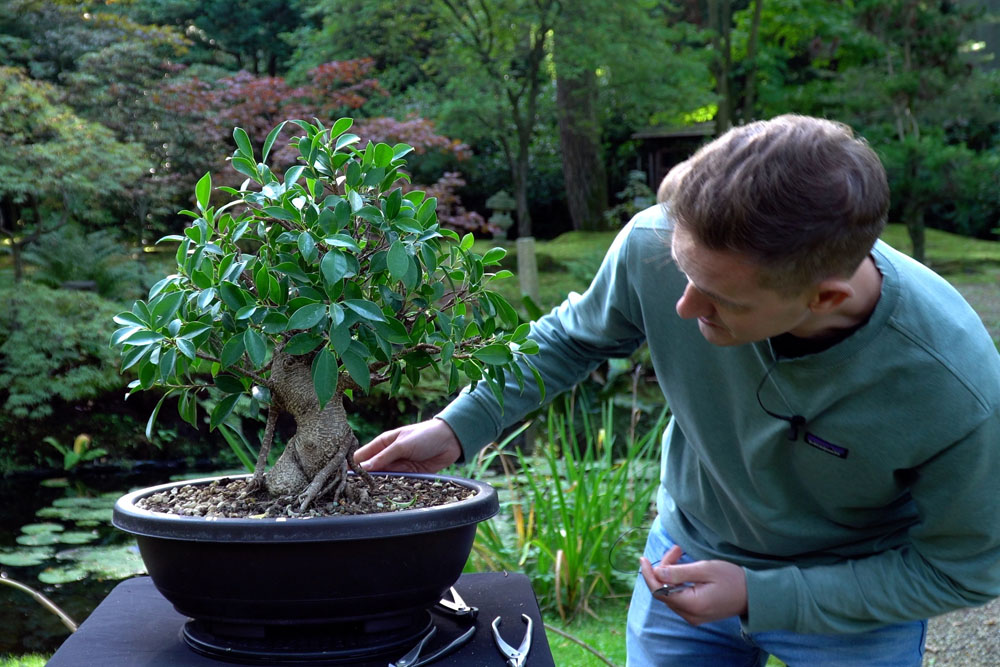 Ficus Bonsai tree