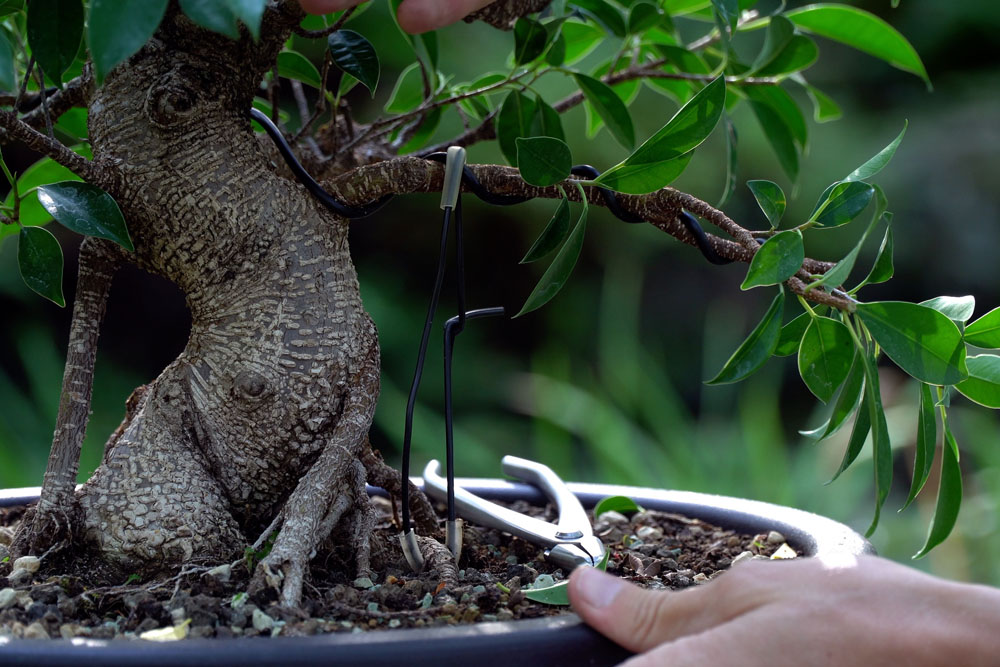 Ficus Bonsai tree