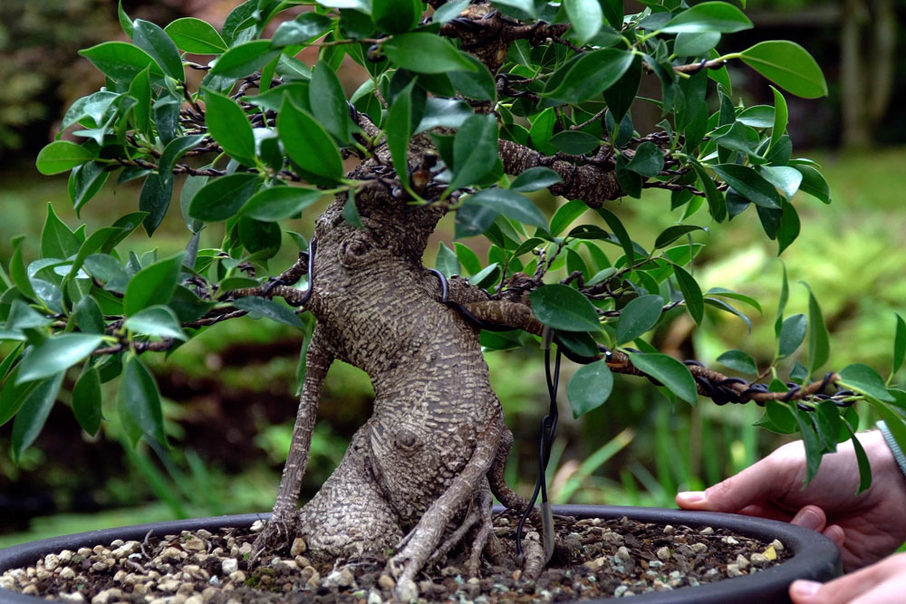 Ficus Bonsai tree