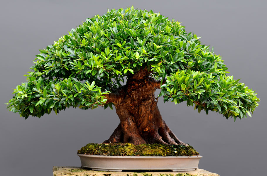 Ficus Bonsai trees