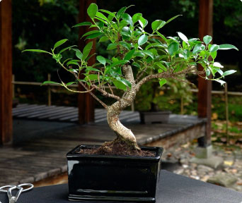 Ficus