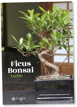 Ficus Bonsai guide