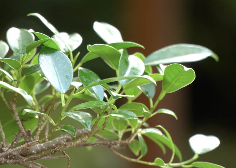 Leaves of the Ficus 