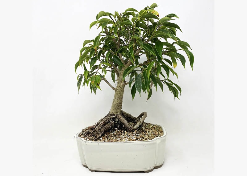 Willow leaf Ficus bonsai 