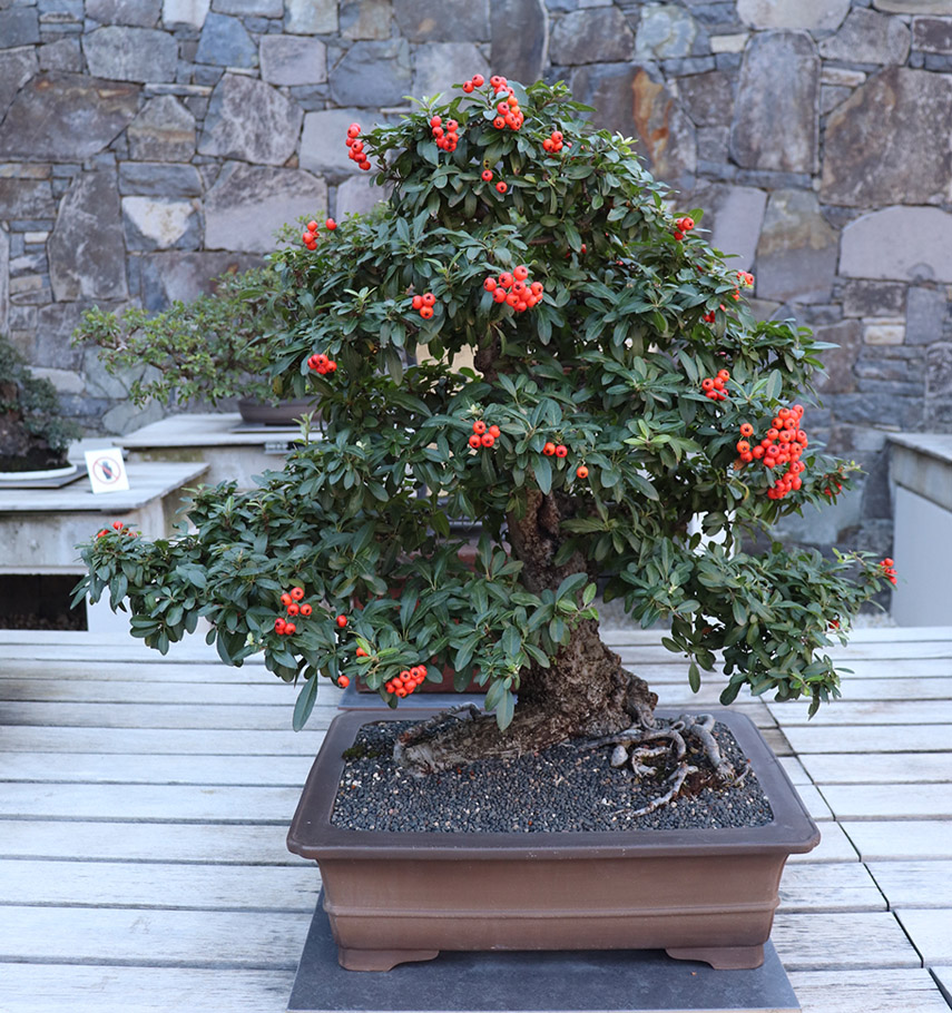 A Firethorn Bonsai tree