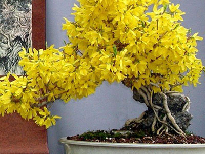 Forsythia Forsythia