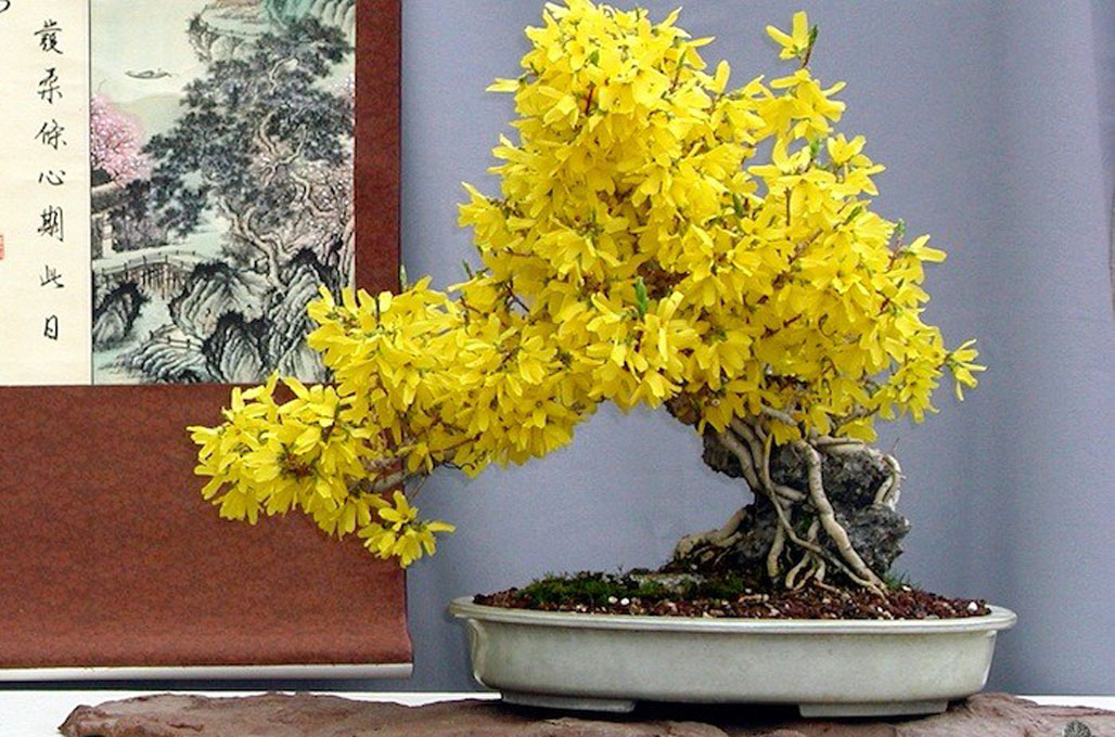 Forsythia Bonsai tree