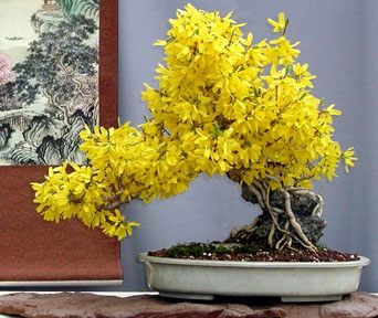 Forsythia