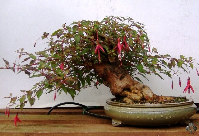 Fuchsia Bonsai tree