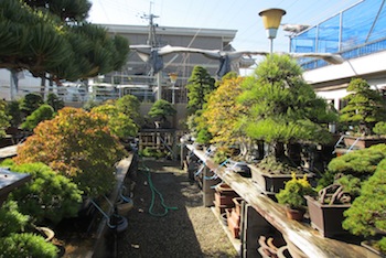 Fujikawa Koukaen nursery