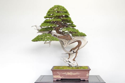 Juniper Bonsai tree, photo by Bjorn Bjorholm