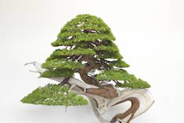 Juniper Bonsai tree, photo by Bjorn Bjorholm