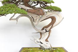 Juniper Bonsai tree, photo by Bjorn Bjorholm