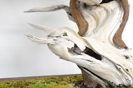 Juniper Bonsai tree, photo by Bjorn Bjorholm