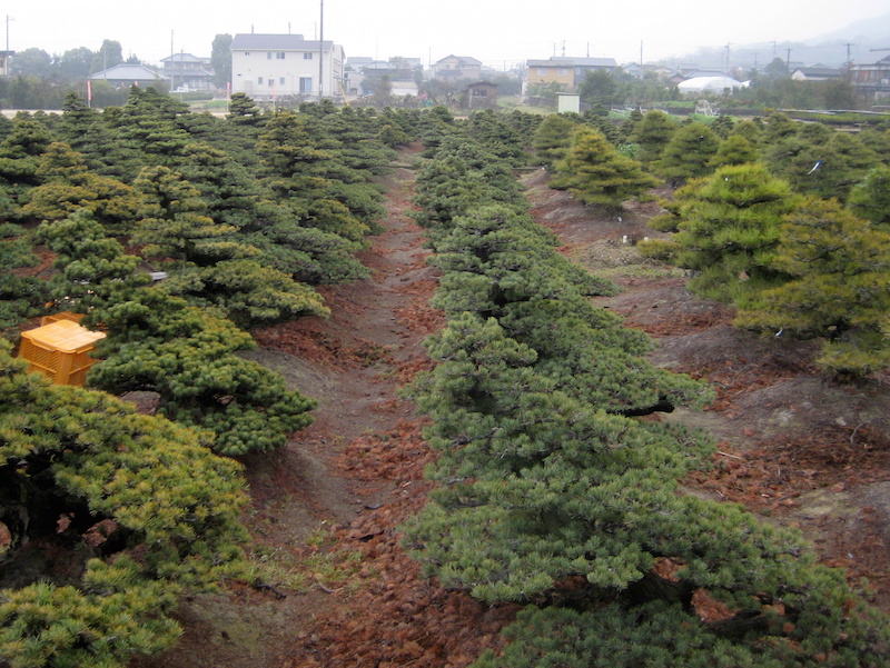 Garden bonsai in Kinashi, japan