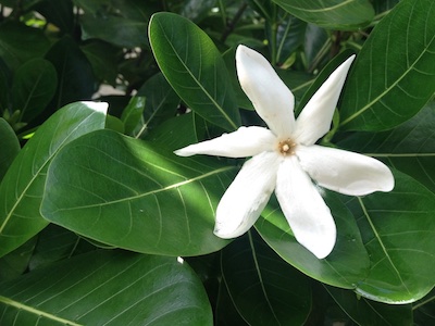 Gardenia Gardenia jasminoides