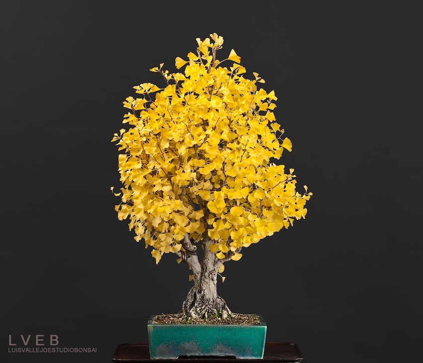 Ginkgo Biloba bonsai