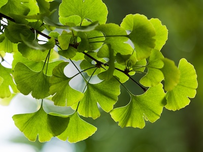 Ginkgo Ginkgo biloba