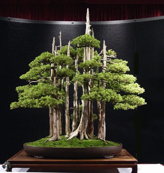 Goshin Bonsai by John Naka