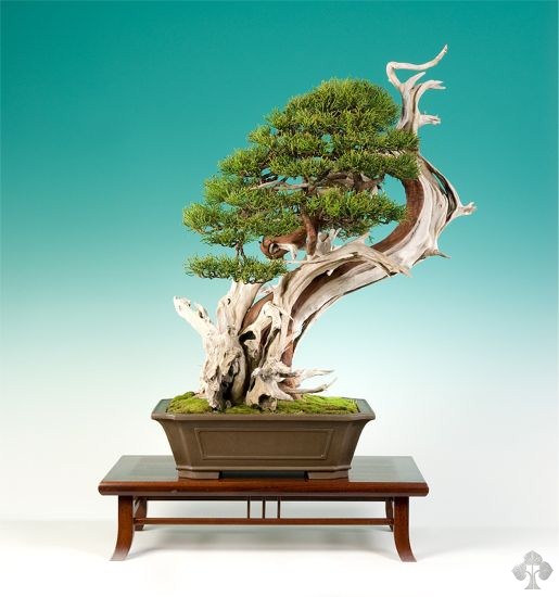 Juniper bonsai by graham potter