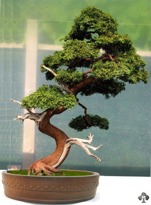 Juniper bonsai tree