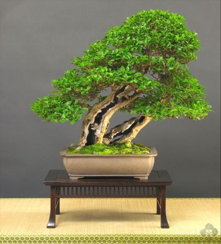 Privet bonsai