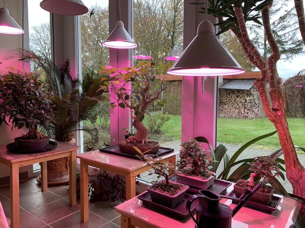 Grow lights for Bonsai