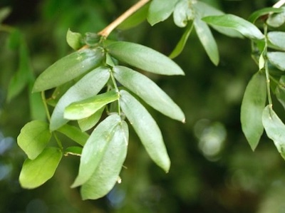 Guayacan Tabebuia guayacán