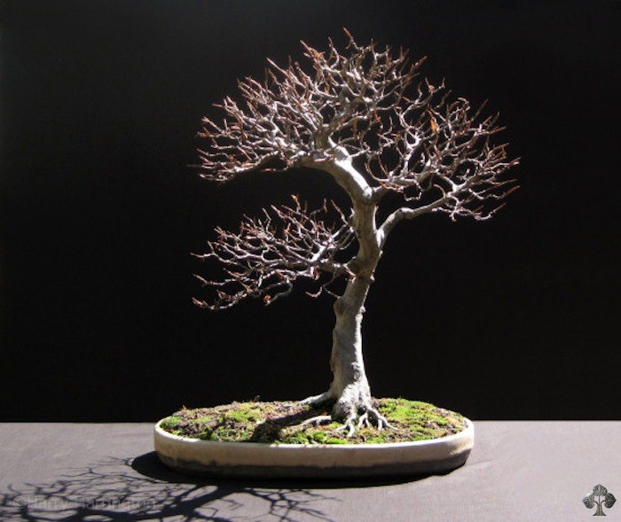 Beech bonsai