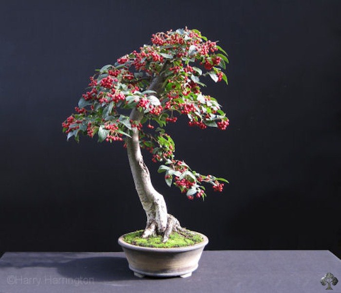 Cotoneaster bonsai