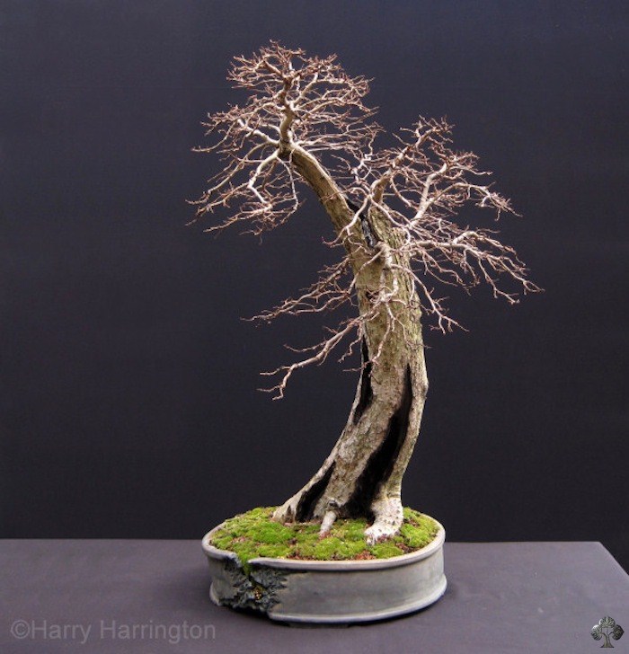 Elm bonsai by Harry Harrington