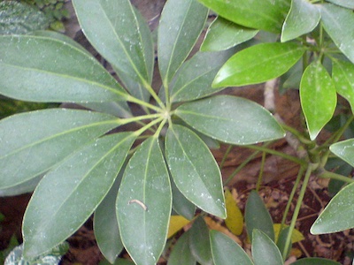 Hawaiian umbrella Schefflera