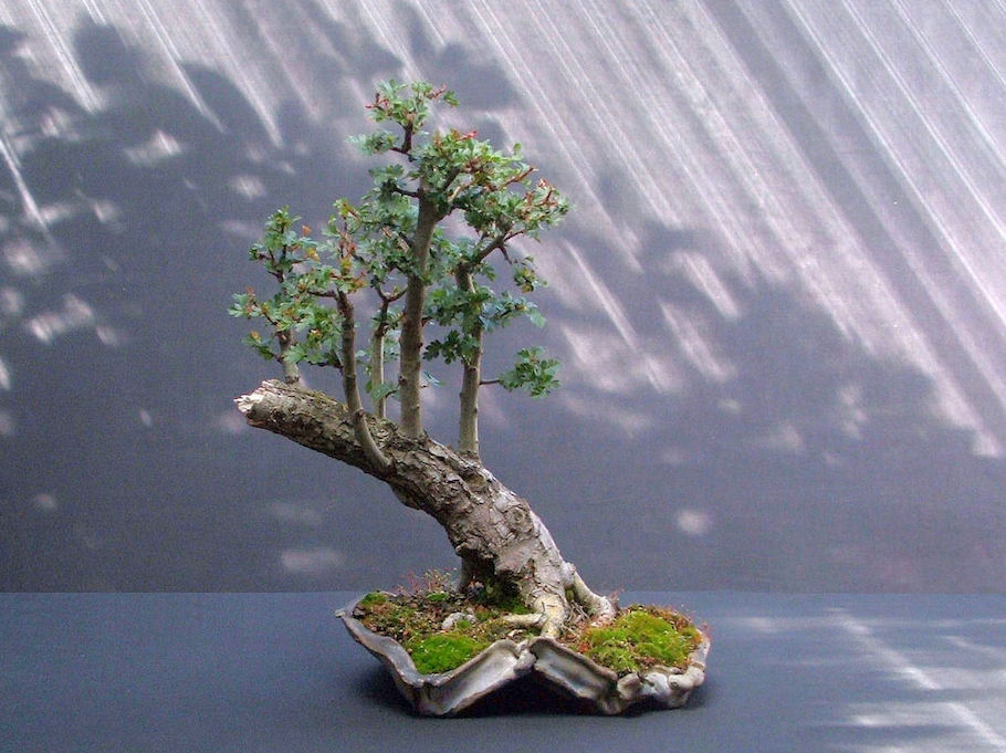 Hawthorn raft bonsai