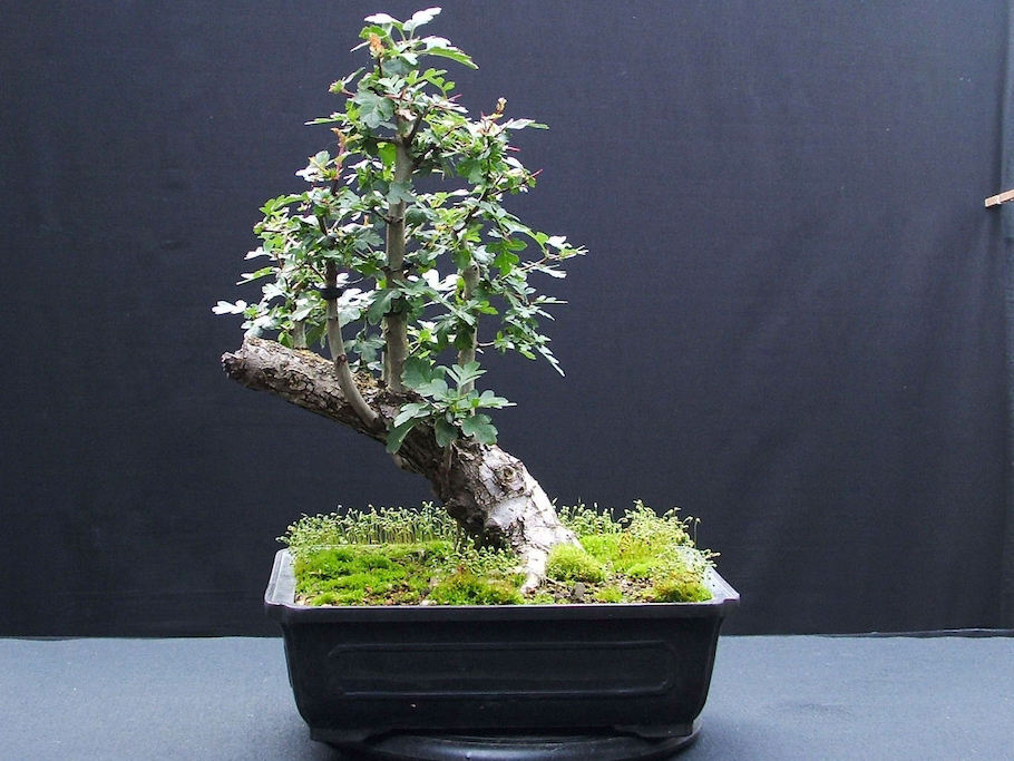 Hawthorn raft bonsai