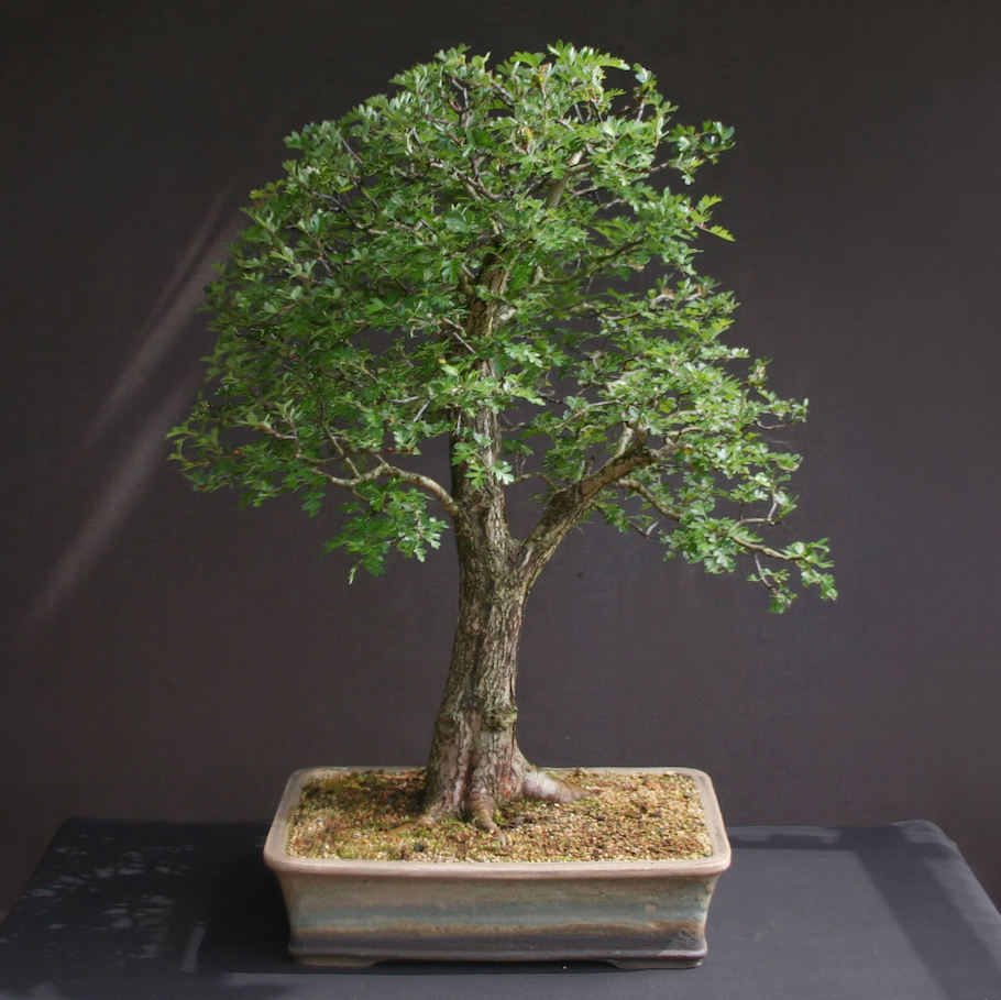 Hawthorn bonsai