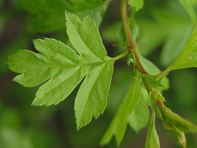 Hawthorn Crataegus