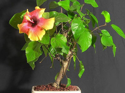 Hibiscus Hibiscus