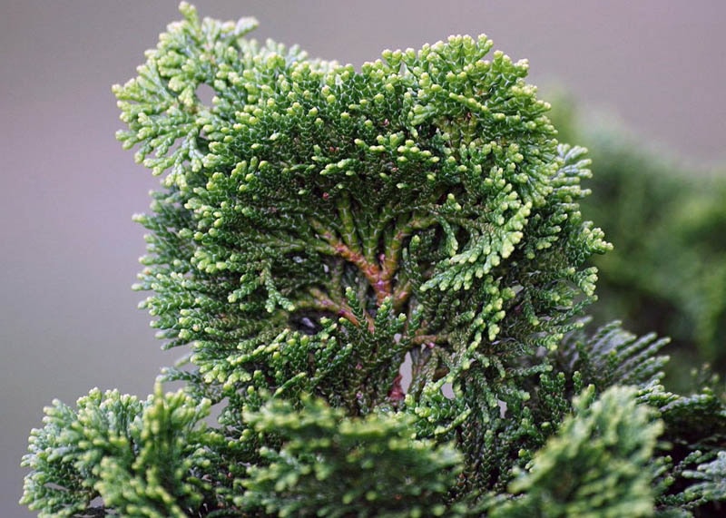 Foliage of the Hinoki 