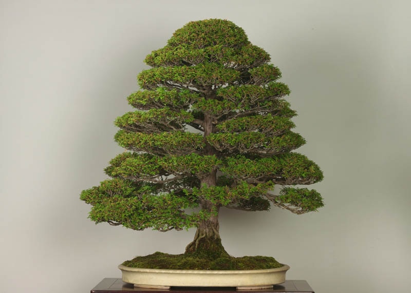 Japanese cypress bonsai 